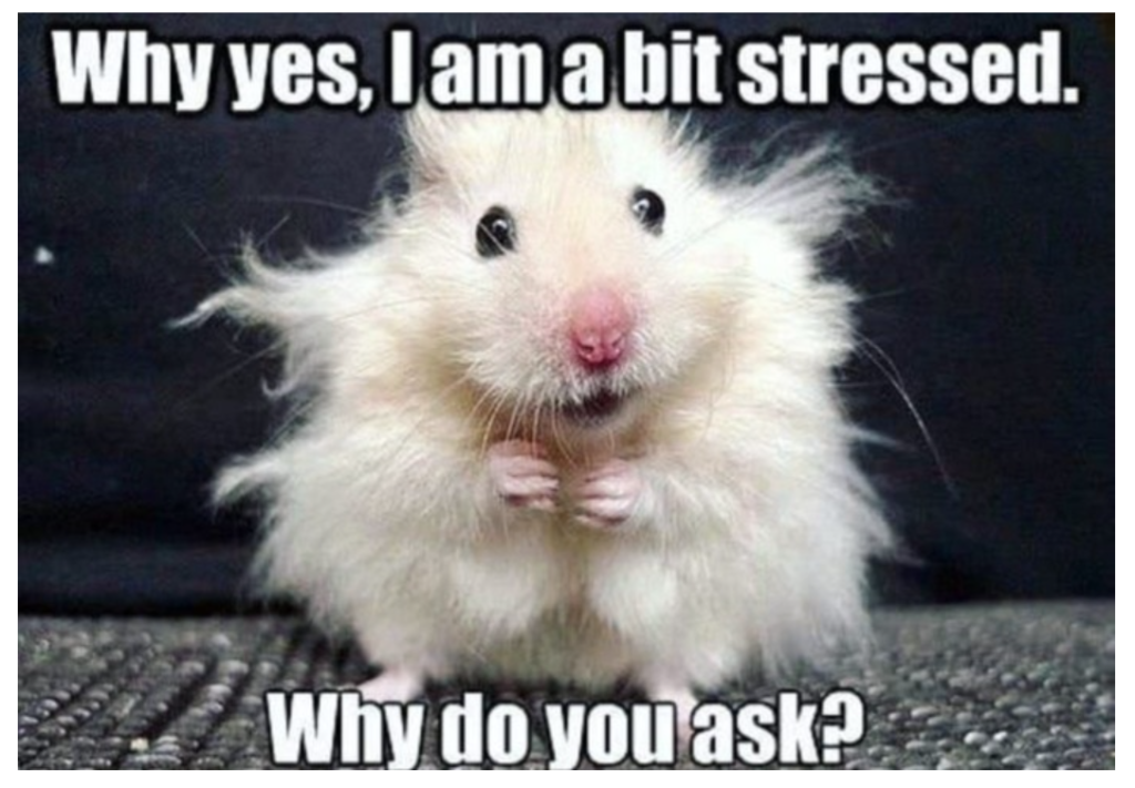 Stressed hamster meme