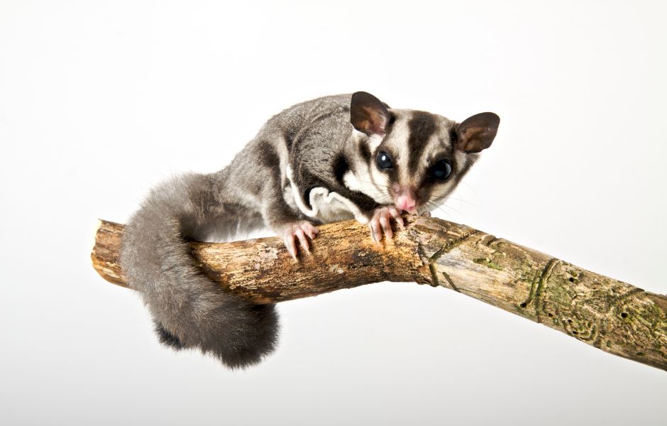 Additional care considerations for a sugar glider